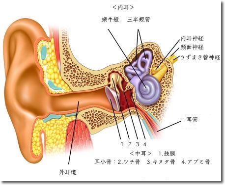 耳の構造とめまいの原因1