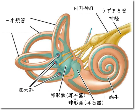 耳の構造とめまいの原因